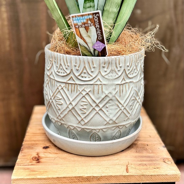 サンスベリア ゼラニカ ファイバー鉢 お皿付き サンスベリア ゼラニカ