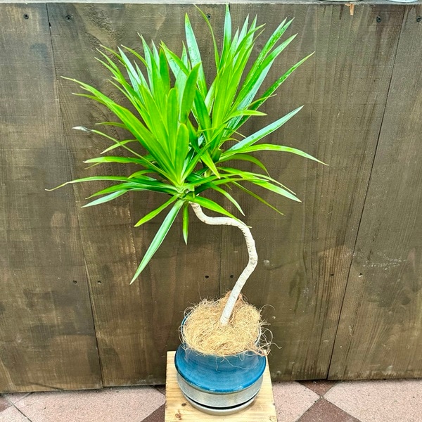 ドラセナ ナビー ファイバー鉢 お皿付き ドラセナ ナビー ファイバーセメント鉢 お皿付き dracaena-nabi-21