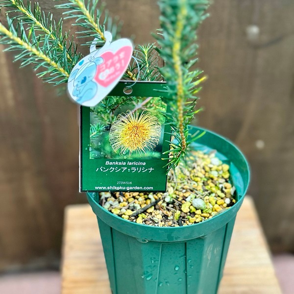 観葉植物 鉢花 苗：バンクシア ラリシナ*5号 Banksia laricina | 観葉