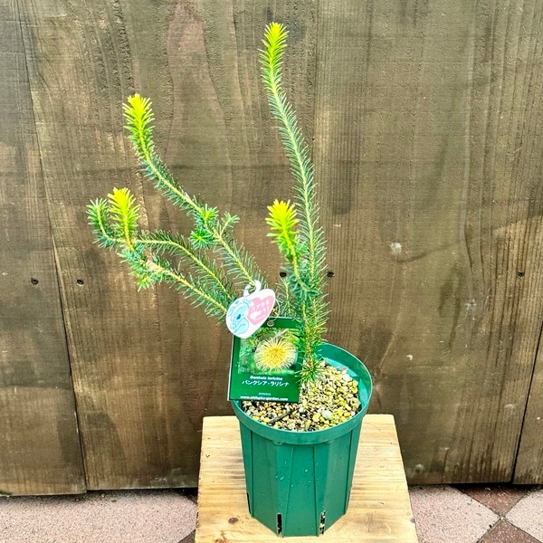 観葉植物 鉢花 苗：バンクシア ラリシナ*5号 Banksia laricina | 観葉