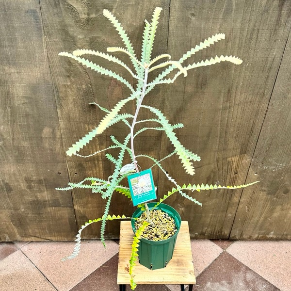 観葉植物 鉢花 苗：バンクシア スペシオーサ*5号 Banksia speciosa