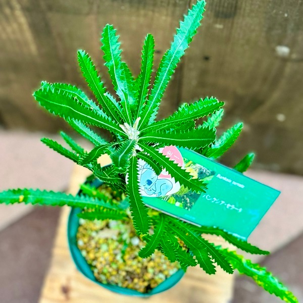 観葉植物 鉢花 苗：バンクシア セラータ*5号 Banksia serrata | 観葉