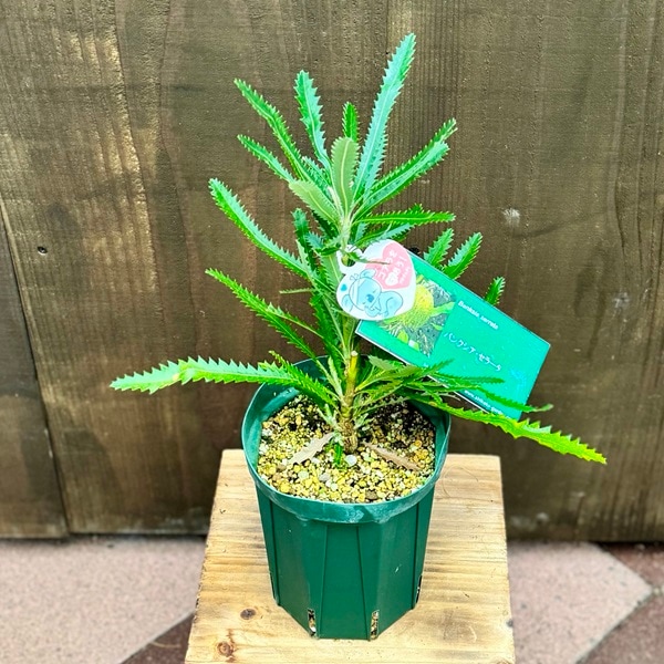 観葉植物 鉢花 苗：バンクシア セラータ*5号 Banksia serrata | 観葉