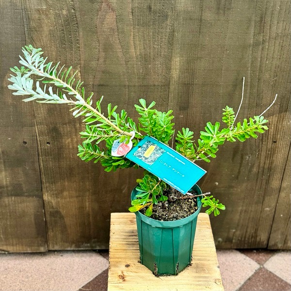 観葉植物 鉢花 苗：バンクシア マジナータ*5号 Banksia marginanata