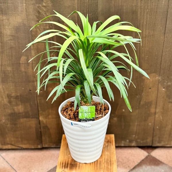 おしゃれ 観葉植物：ユッカ デスメティアーナ*7号 セラアート ココヤシ 