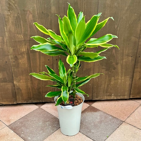 おしゃれ 観葉植物：ドラセナ ゴールドコースト*6号 プラポット | 観葉