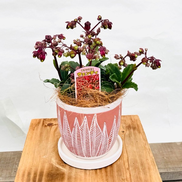 カランコエ 小型 緑色 陶器鉢 PLANCHU 多肉植物 カランコエ フィフィ 3.5号吊り鉢 受け皿付き 育て方