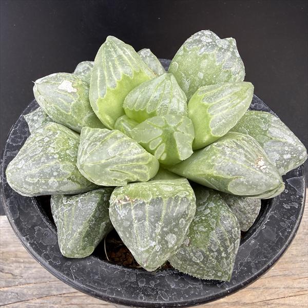 ハオルチア_クロムチカ×ピグミュー_自家変異 多肉植物：ハオルチア クロマチカ(Kransrivermondo)×ミュータント