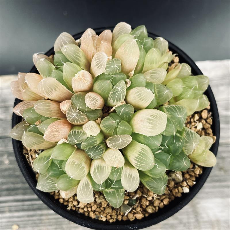 ハオルチア ピリフェラ RIB0136多肉植物