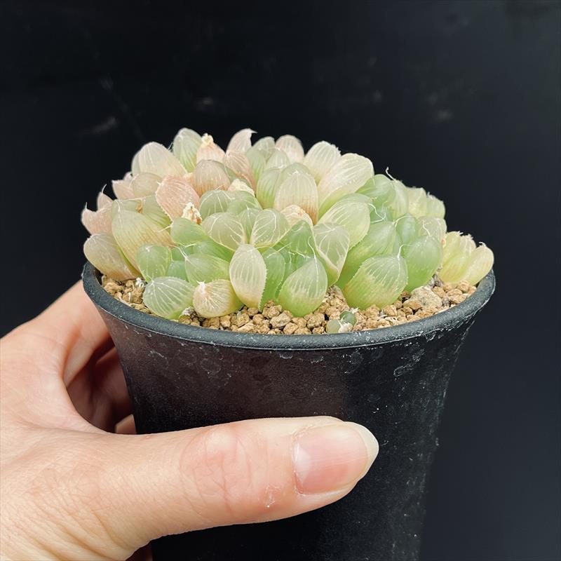 ハオルチア ピリフェラ RIB0136 多肉植物 期間限定出品