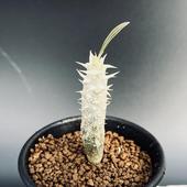 �����ǥå������ѥ��ݥǥ����� ���Υԥʡ��ĥ� ����*S��������1���