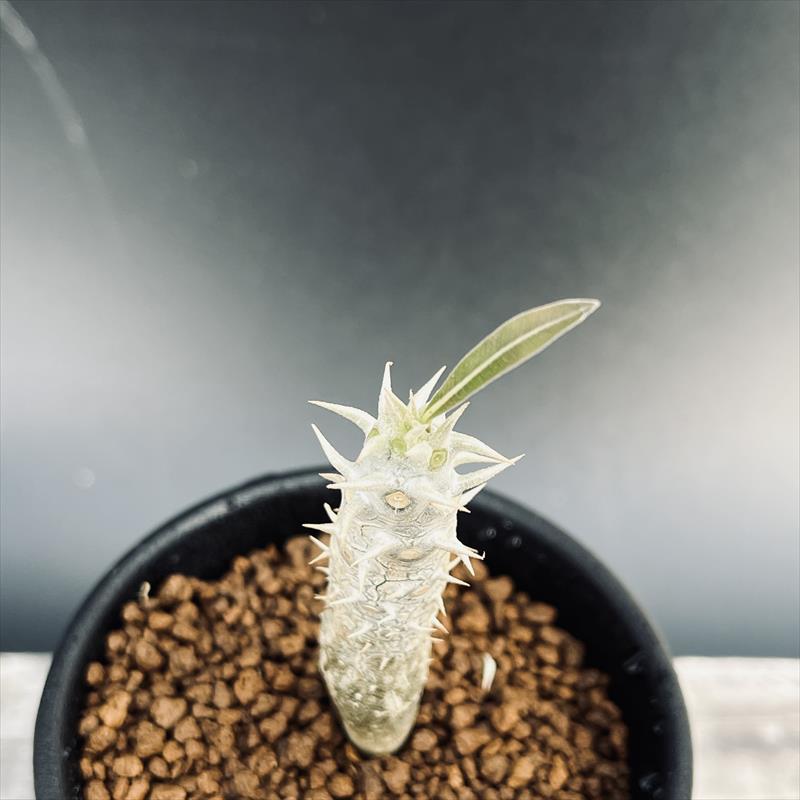 コーデックス：パキポディウム イノピナーツム 実生*S 塊根幅1cm