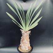 �ò��������ǥå������֡��ե��󡡥ǥ����ƥ���*����10cm