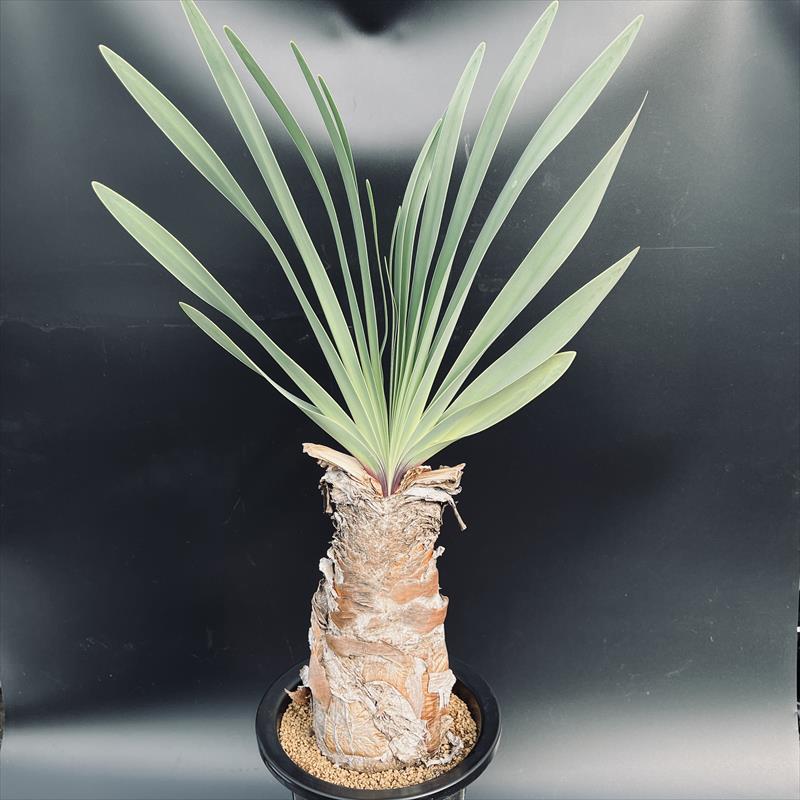 発根済】ブーファン ディスティチャ 【公式通販】