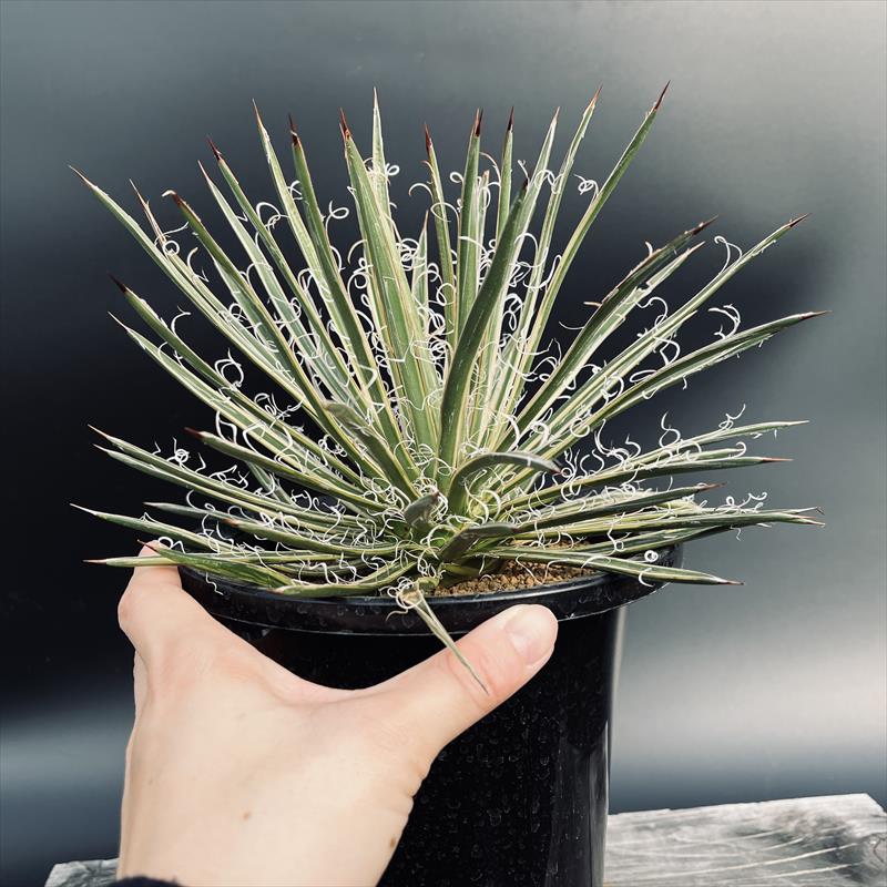 多肉植物：アガベ 滝の白糸錦 覆輪*幅23cm 現品！一品限り