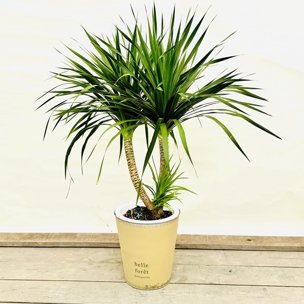 おしゃれ 観葉植物：ドラセナ カンボジアーナ 鉢カバー*現品 大型佐川