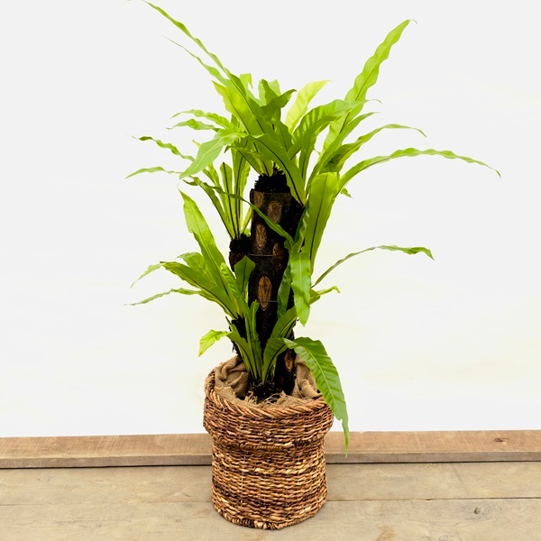 ������� ���տ�ʪ���������˥勵�� �إ����� ȭ���С�*���� 2Ȣ�Ǥ��Ϥ� ��ë�� �緿��ޥ�������