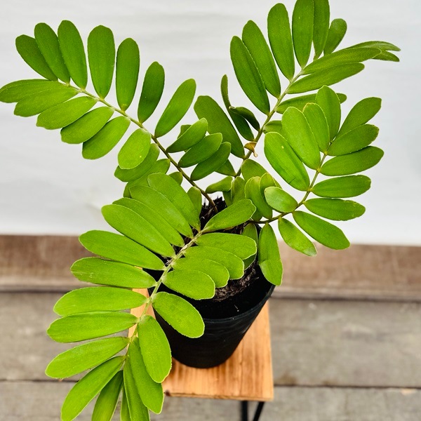 おしゃれ 観葉植物：メキシコソテツ ザミア*7号 セラアート | 観葉植物