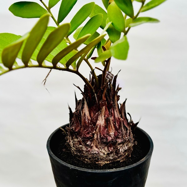 おしゃれ 観葉植物：メキシコソテツ ザミア*7号 セラアート