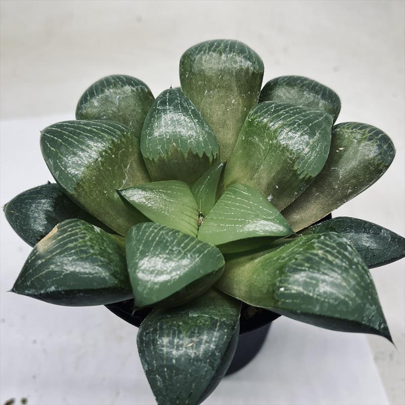 ☆特価☆多肉植物：ハオルチア アラバディア*幅12cm | サボテン
