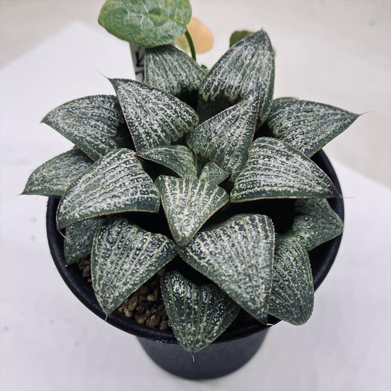 ☆☆OM実生 スプレンデンス 糊斑＊ハオルチア＊錦☆☆ Amazon｜ハオルチア 多肉植物 水晶オブツーサ錦 実生糊斑｜観葉