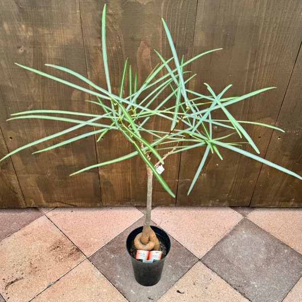 おしゃれ 観葉植物：ブラキキトン ボトルツリー*プラポット 5号 | 観葉