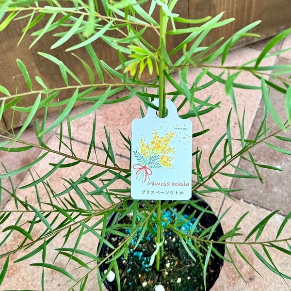 苗 観葉植物：アカシア ブリスベーンワトル*ブリスベンワトル