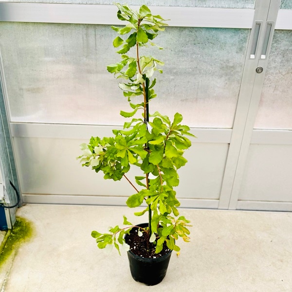 バンクシア バウエリ 7号 現品 ① 【公式通販】