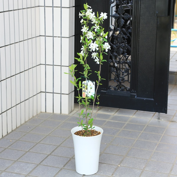 現品》利休梅(リキュウバイ)樹高1.7m(根鉢含まず)40【庭木 現品》利休梅(リキュウバイ)樹高1.7m(根鉢含まず)40【庭木