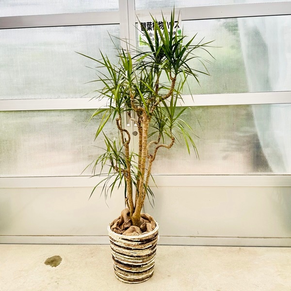 おしゃれ 観葉植物：ドラセナ コンシンネ*鉢カバー麻布 現品をお届け