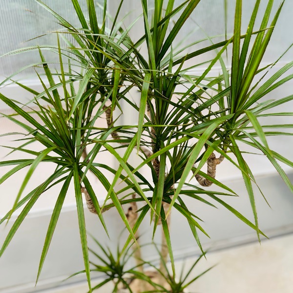 おしゃれ 観葉植物：ドラセナ コンシンネ*鉢カバー麻布 現品をお届け