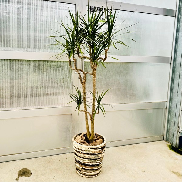 おしゃれ 観葉植物：ドラセナ コンシンネ*鉢カバー麻布 現品をお届け