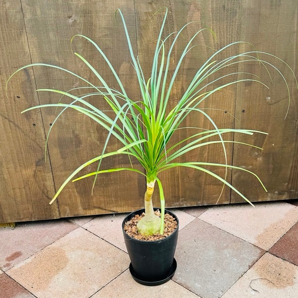 観葉植物 ノリナ：ポニーテール トックリラン*5号 受皿付 バークチップ