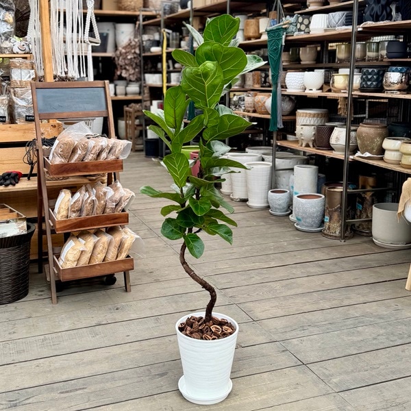 観葉植物 カシワバゴムの木：フィカス バンビーノ 鉢植え*受皿付