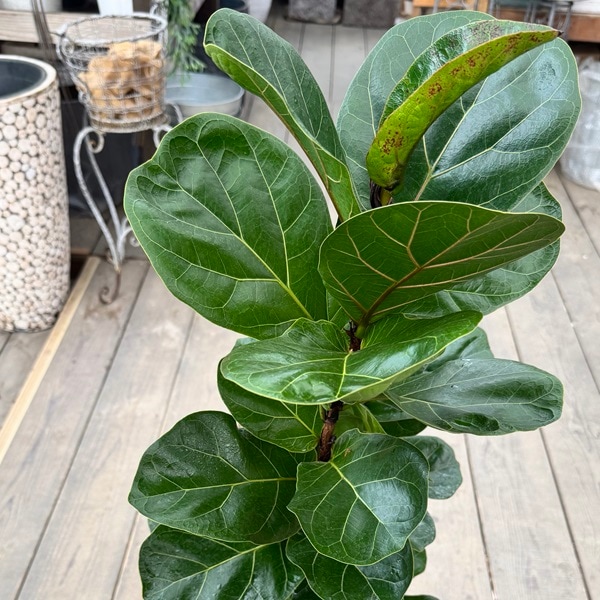 観葉植物 カシワバゴムの木：フィカス バンビーノ 鉢植え*受皿付