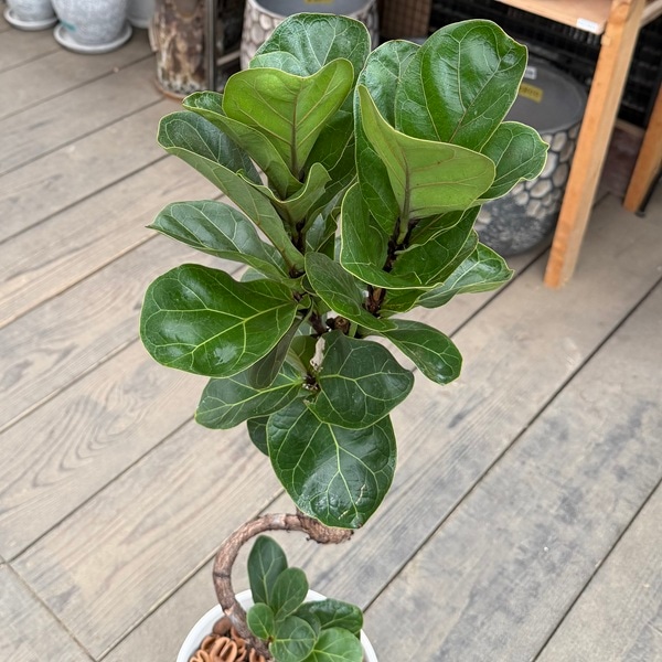 観葉植物 カシワバゴムの木：フィカス バンビーノ 鉢植え*受皿付
