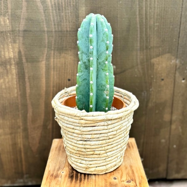 おしゃれ 観葉植物：とげなし 柱サボテン*バスケットカバー | 観葉植物