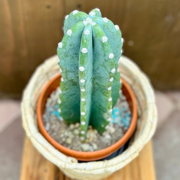 おしゃれ 観葉植物：とげなし 柱サボテン*バスケットカバー | 観葉植物