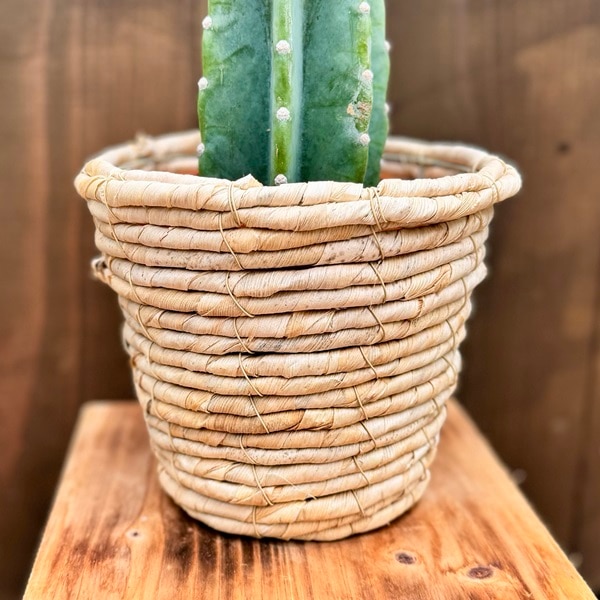 サボテン♡バスケット おしゃれ 観葉植物：とげなし 柱サボテン*バスケットカバー | 観葉植物