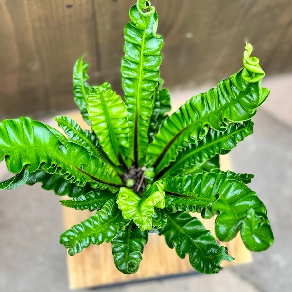 おしゃれ 観葉植物：アスプレニウム アカキ*4号 プラポット タニワタリ