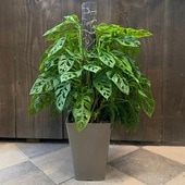 ������� ���տ�ʪ���ޥɥ����� ȭ����*���ʤ��Ϥ�