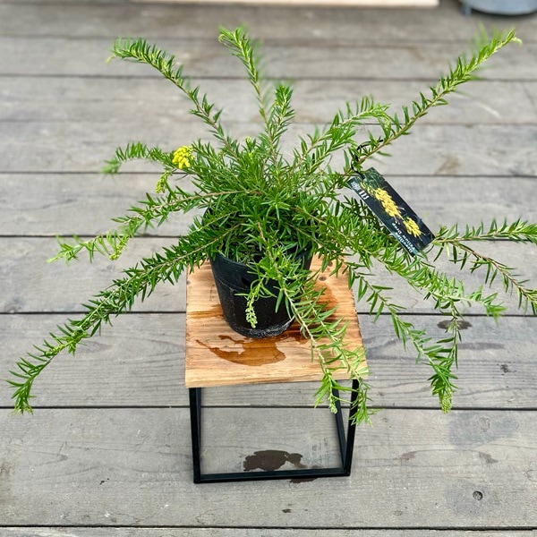 花苗 観葉植物：グレビレア イエロードロップ*5号 オージープランツ