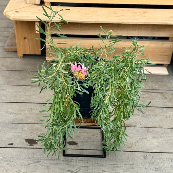オージープランツ 観葉植物 鉢花：リューコスペルマム カリプソ