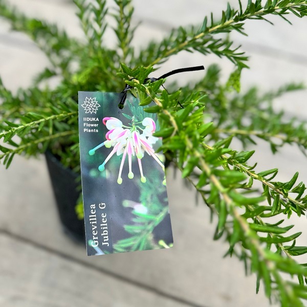 グレビレア ジュビリー 3 グレビレア ジュビリー 苗 通販 苗木部 By 花