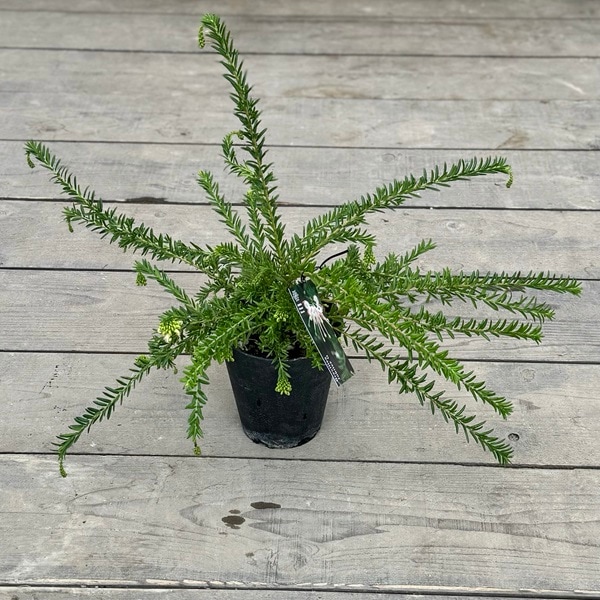 花苗 観葉植物：グレビレア ジュビリー*5号 オージープランツ