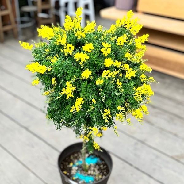 鉢花 観葉植物：ヒメエニシダ スタンド*8号 姫エニシダ | 観葉植物