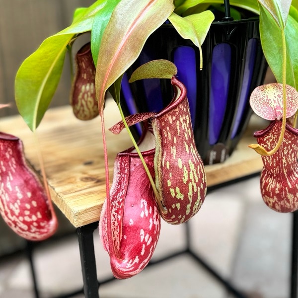 希少品種 観葉植物 食虫植物：ウツボカズラ ネペンテス ガヤ*吊り鉢 5