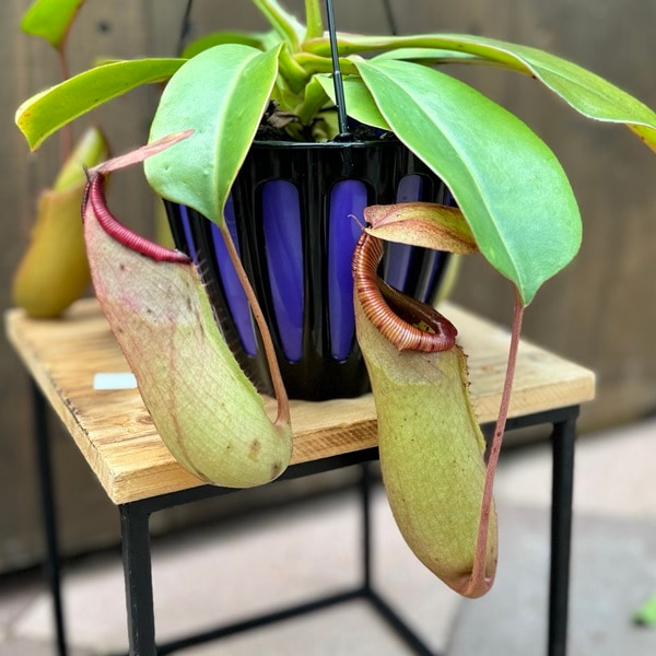 【人気品種】食虫植物 ネペンテス・トランカータ×エドワードシアナ ウツボカズラ 人気品種】食虫植物 ネペンテス・トランカータ×エドワードシアナ
