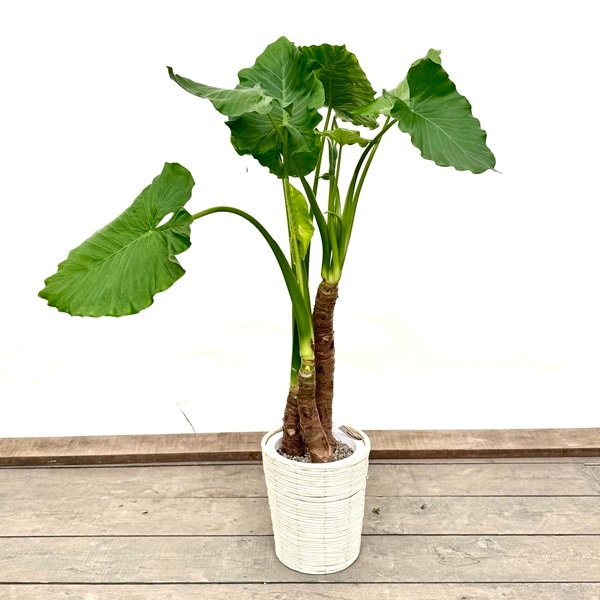 大型 観葉植物125cm クワズイモ クワズイモ : 大きい観葉植物 : 錦糸町