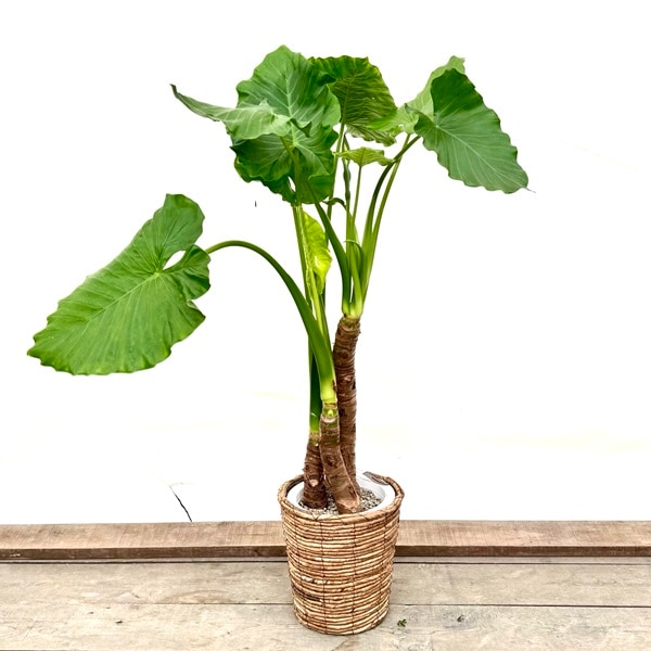 おしゃれ 観葉植物：クワズイモ*選べる鉢カバー 大型佐川急便配送